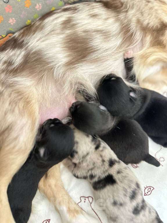 Собаки в Челябинске: Чихуахуа Девочка, Бесплатно - фото 2