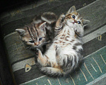 Кошки в Барнауле: Котятки ., 3 800 руб. - фото 1
