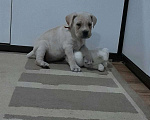 Собаки в Краснодаре: Шикарные щеночки редкого окраса Кане Корсо, 25 000 руб. - фото 3