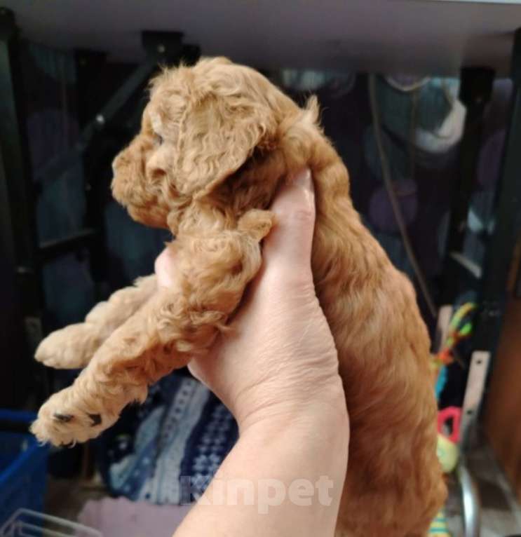 Собаки в Котельнике: Пудель с документами РКФ Разнополые, Бесплатно - фото 3