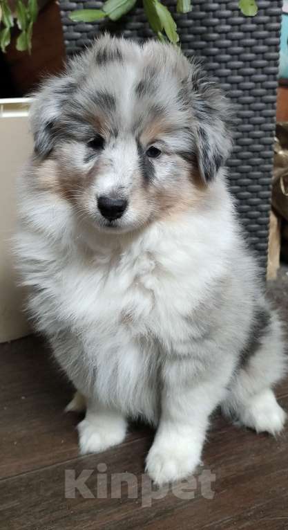 Собаки в Тольятти: Щенки шелти Девочка, 70 000 руб. - фото 4