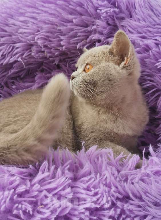 Кошки в Санкт-Петербурге: Британская кошечка Девочка, 40 000 руб. - фото 3