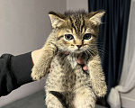 Кошки в Домодедово: Котята в добрый руки  Мальчик, 100 руб. - фото 5