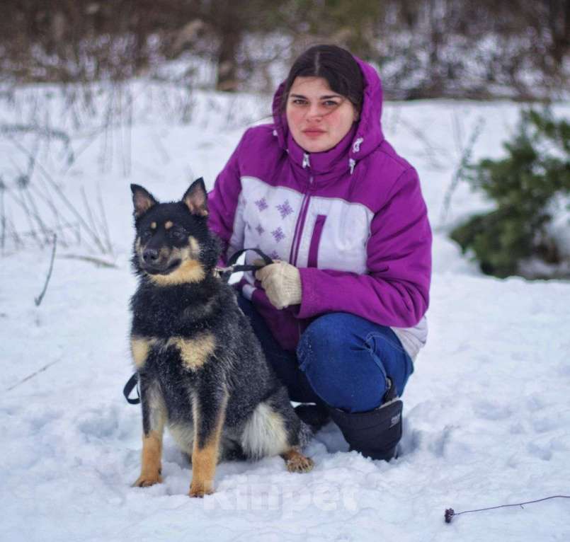 Собаки в Наро-Фоминске: Дина: щенок, подросток девочка. Метис овчарки. Девочка, Бесплатно - фото 5