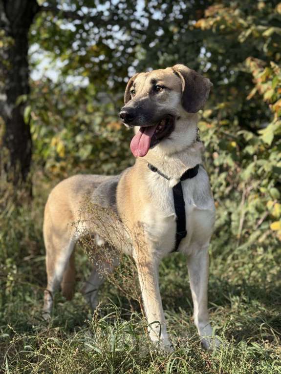 Собаки в Москве: Тима Мальчик, Бесплатно - фото 8