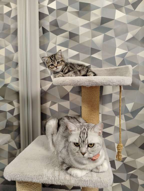 Кошки в Москве: Шотландская мраморная девочка Девочка, 18 000 руб. - фото 7