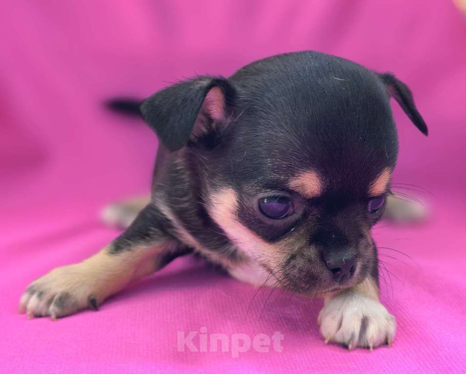 Собаки в Москве: Мальчик чихуахуа Мальчик, 35 000 руб. - фото 8