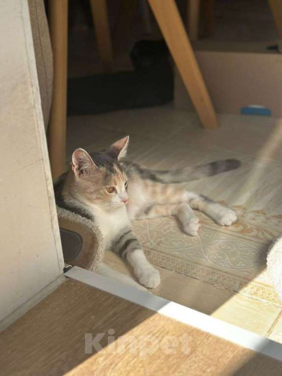 Кошки в Москве: Трехцветный котеночек Мила ищет дом Девочка, Бесплатно - фото 3