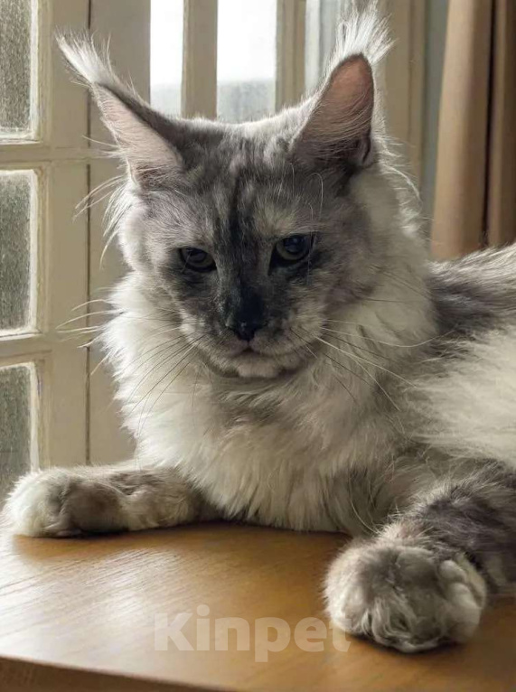 Кошки в Москве: ДЕВЧУШКА НА ВЫДАНЬЕ ИЗ ПИТОМНИКА Девочка, 30 000 руб. - фото 3