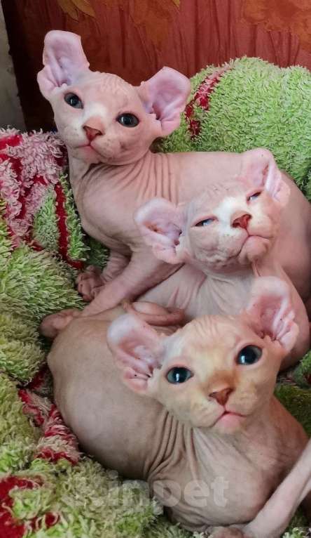 Кошки в Самаре: Чистокровные эльфы девочки Девочка, 5 000 руб. - фото 6