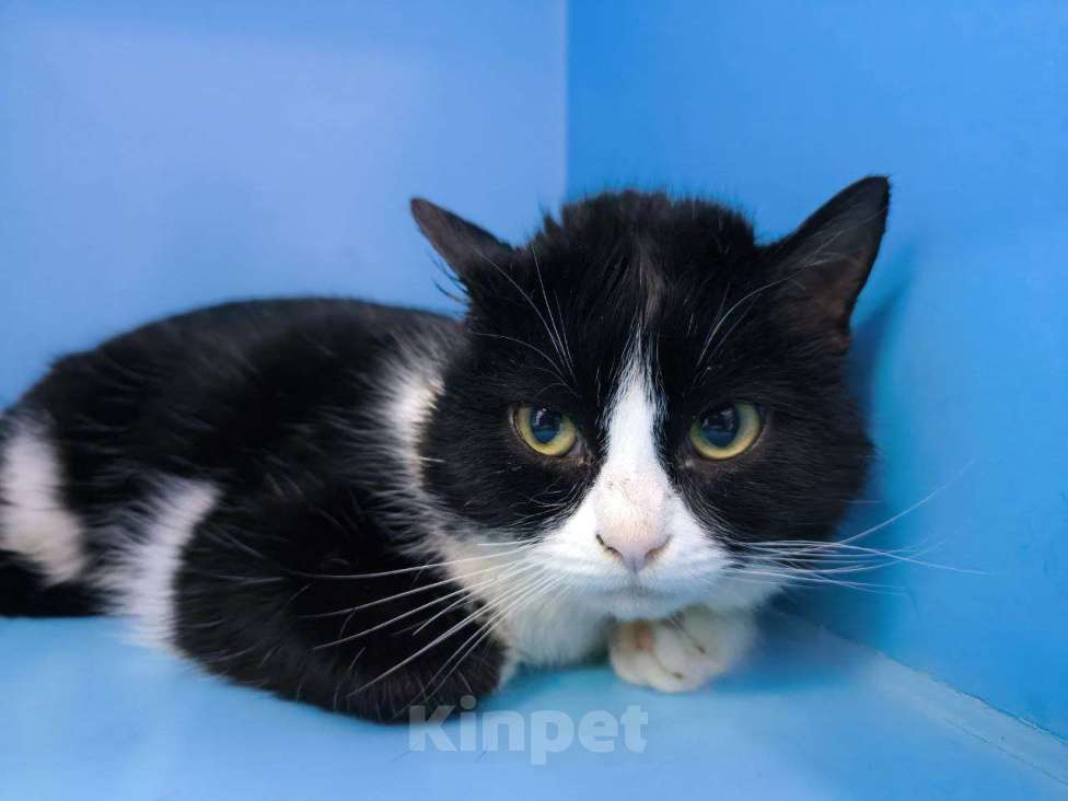 Кошки в Москве: Джентльмен Токио ищет дом! Мальчик, Бесплатно - фото 2