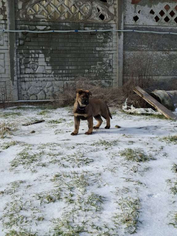 Собаки в других городах Крыма: Щенок немецкой овчарки  Девочка, 40 000 руб. - фото 1