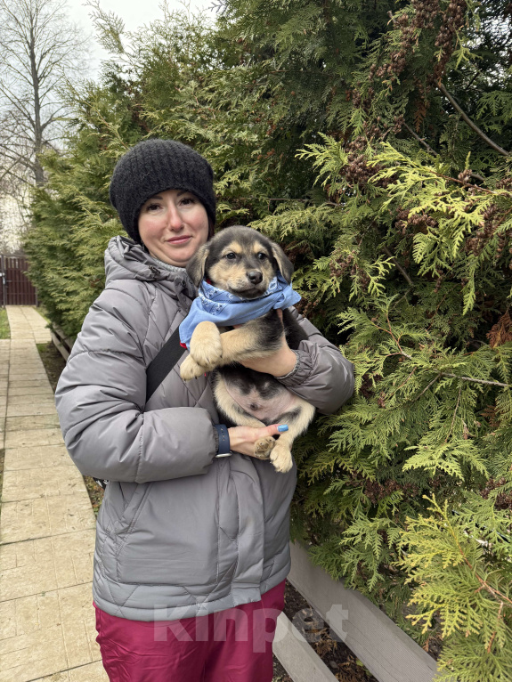 Собаки в Москве:  Алмаз вашей души 2 мес ждет новогоднего чуда-дом! Мальчик, Бесплатно - фото 2