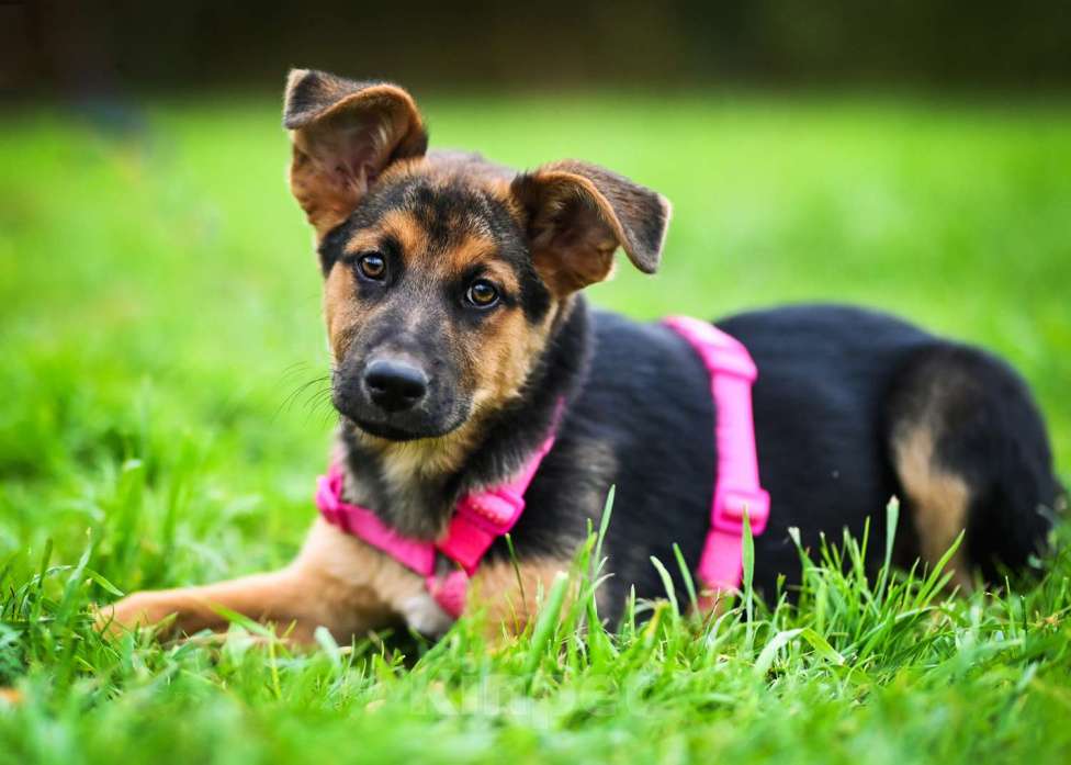 Собаки в других городах Московской области: Чудо с бархатными ушками:) Девочка, Бесплатно - фото 5