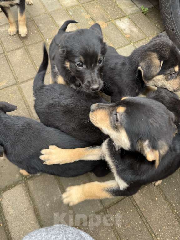 Собаки в других городах Московской области: Щенки 8 девочек и один мальчик Мальчик, Бесплатно - фото 5