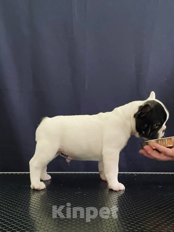 Собаки в других городах Воронежской области: Щенки Французского бульдога Мальчик, Бесплатно - фото 6