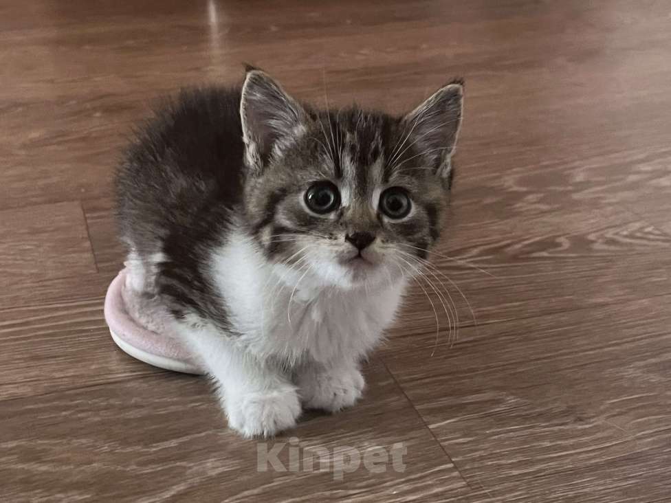Кошки в Брянске: Котенок ( мальчик ) в добрые руки ! Мальчик, Бесплатно - фото 1