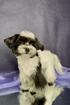 Мальтипушка- минюшечная девочка.