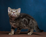 Кошки в Барнауле: Котик-страйт Винстон🖤 Мальчик, Бесплатно - фото 9
