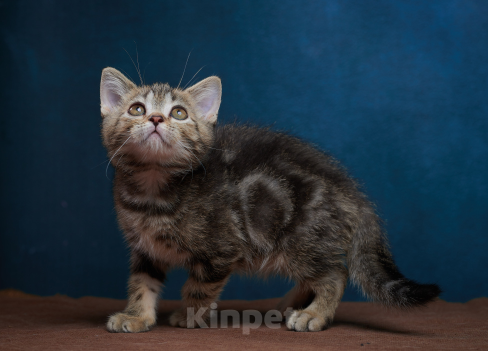 Кошки в Барнауле: Котик-страйт Винстон🖤 Мальчик, Бесплатно - фото 9