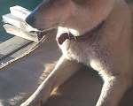 Собаки в Химках: Потерялась лайка. Рыжая с белым, красный ошейник Девочка, Бесплатно - фото 1
