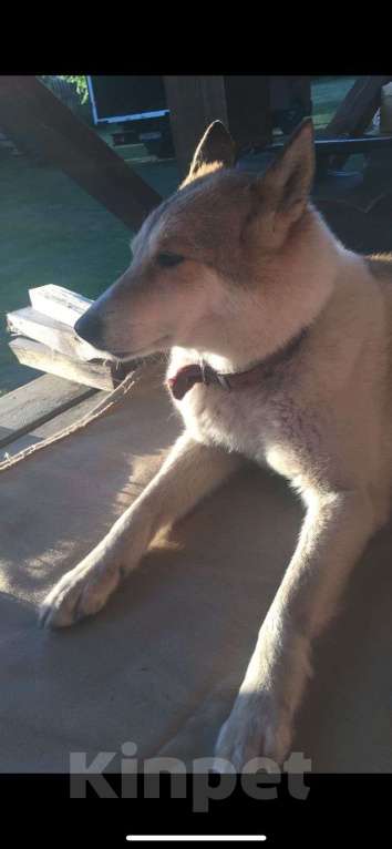 Собаки в Химках: Потерялась лайка. Рыжая с белым, красный ошейник Девочка, Бесплатно - фото 1