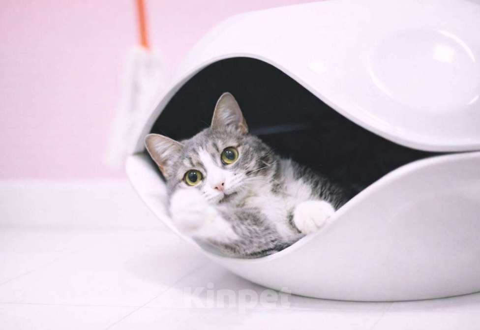 Кошки в Москве: Нежная кошечка Чикуля мечтает о доме Девочка, Бесплатно - фото 2