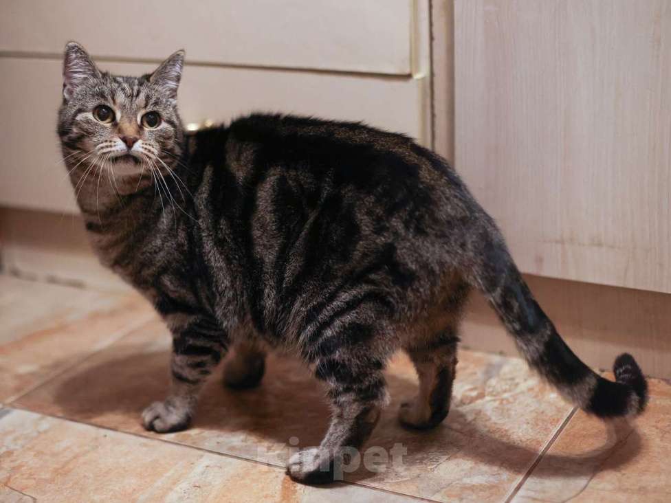 Кошки в Москве: Мраморная Лея (5 лет) в добрые руки Девочка, Бесплатно - фото 2