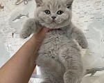 Кошки в Санкт-Петербурге: Британская девочка Дана Девочка, 40 000 руб. - фото 1