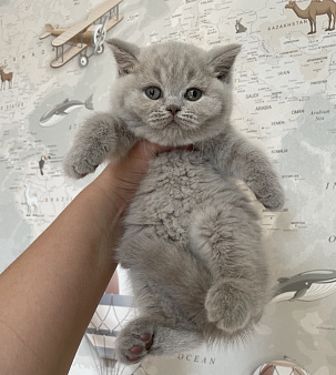 Британская девочка Дана