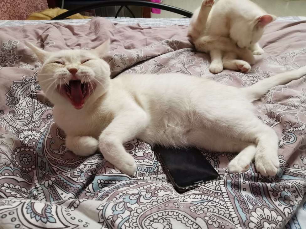 Кошки в Москве: Шотландский кот Мальчик, 10 000 руб. - фото 2