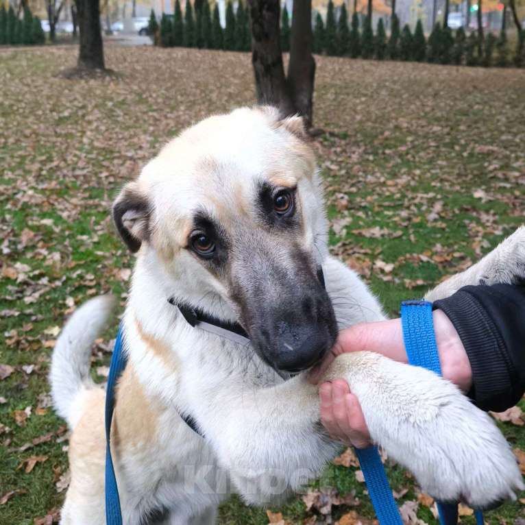 Собаки в Москве: Малыш в добрые руки Мальчик, Бесплатно - фото 1