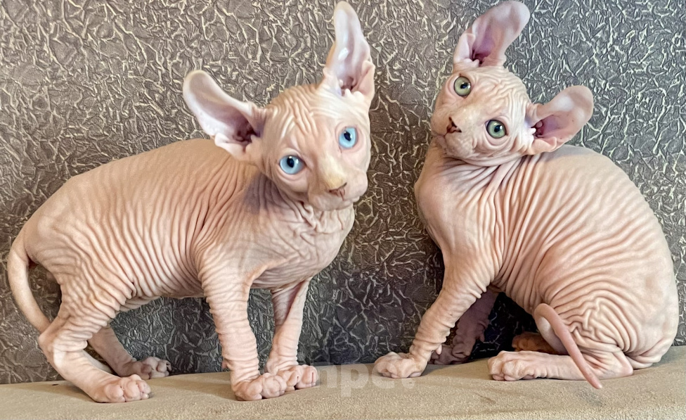 Кошки в Москве: Котики эльфята белые Мальчик, 25 000 руб. - фото 1