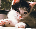 Кошки в Пятигорске: Заки Мальчик, Бесплатно - фото 1