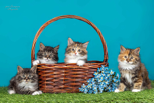 Котята курильский бобтейл