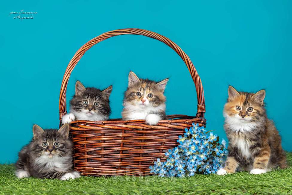 Кошки в Екатеринбурге: Котята курильский бобтейл Разнополые, 37 000 руб. - фото 1