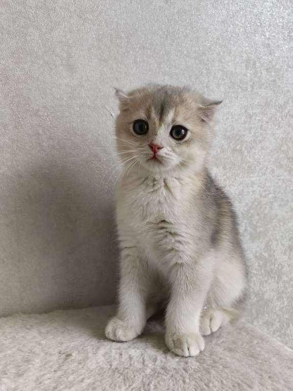 Кошки в Москве: Violet Luna Девочка, 50 000 руб. - фото 5