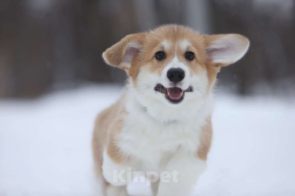 Собаки в Тюмени: Винтер Мистери Роскошная жизнь  Девочка, 70 000 руб. - фото 2