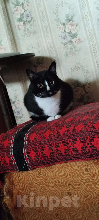 Кошки в Москве: Кошечка  Девочка, Бесплатно - фото 2