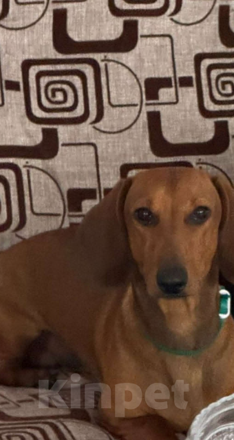 Собаки в Тамбове: Подросток таксы кобель Мальчик, 10 000 руб. - фото 1