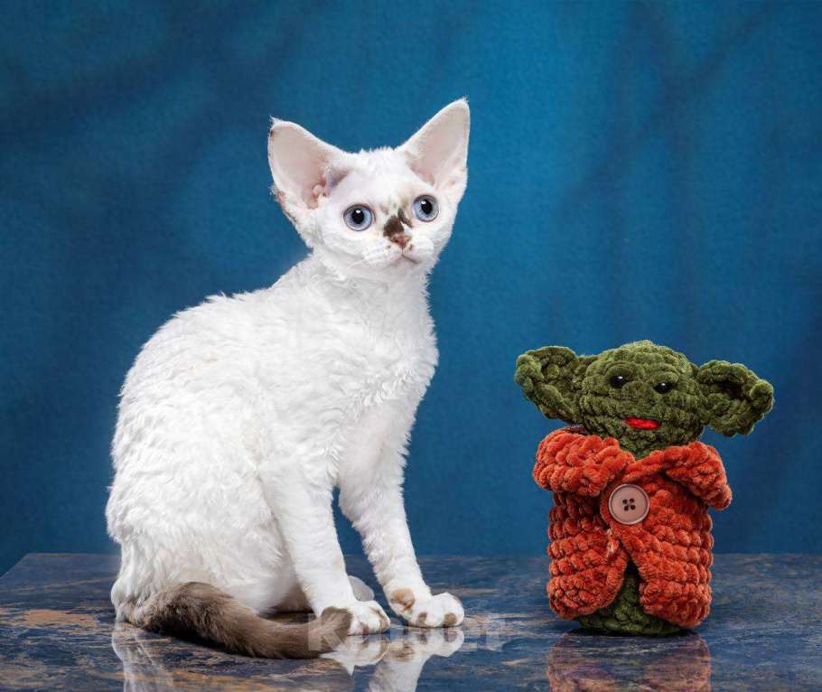 Кошки в Москве: Котенок Девон Рекс Ясмина Девочка, 70 000 руб. - фото 6