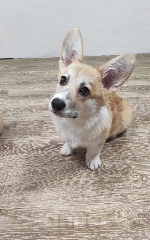 Собаки в Тейково: Продам щенка Мальчик, 60 000 руб. - фото 1