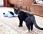 Кошки в Москве: Котик Борис ищет дом! Мальчик, Бесплатно - фото 9
