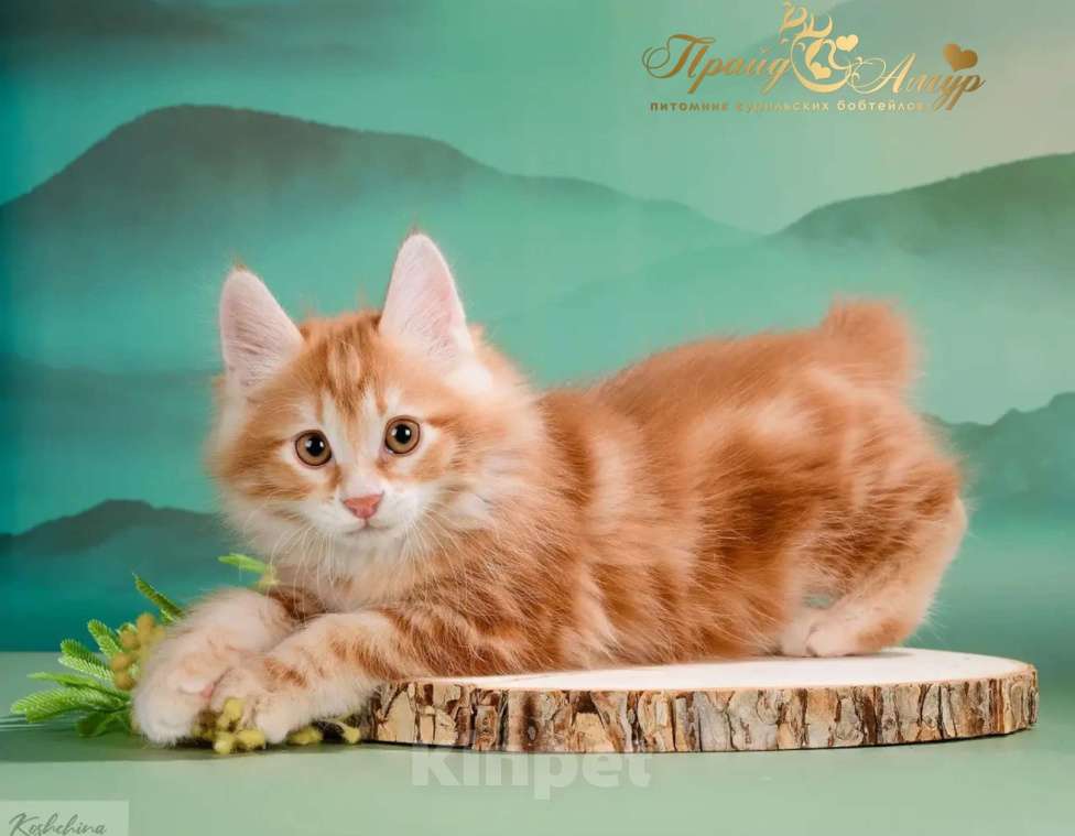 Кошки в Москве: Котик Курильского бобтейла-рыжий самоцвет Мальчик, Бесплатно - фото 3