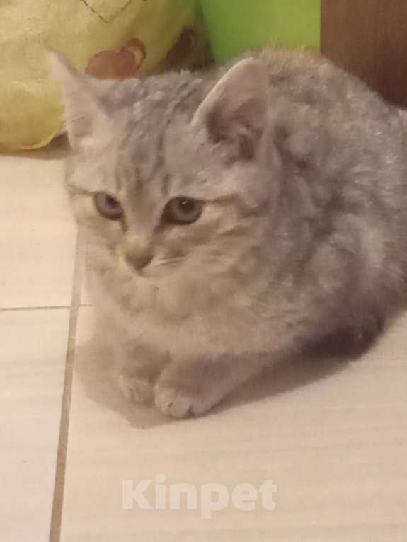 Кошки в Брянске: Котёнок кошка Девочка, Бесплатно - фото 2