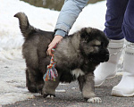 Собаки в Москве: Щенок кавказской овчарки Мальчик, 60 000 руб. - фото 4