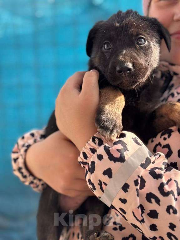 Собаки в Москве: Щенок 1,5 месяцев девочка в добрые руки  Девочка, Бесплатно - фото 4