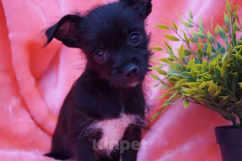 Собаки в Москве: Щеночки метисы- детки любви Мальчик, 13 000 руб. - фото 7