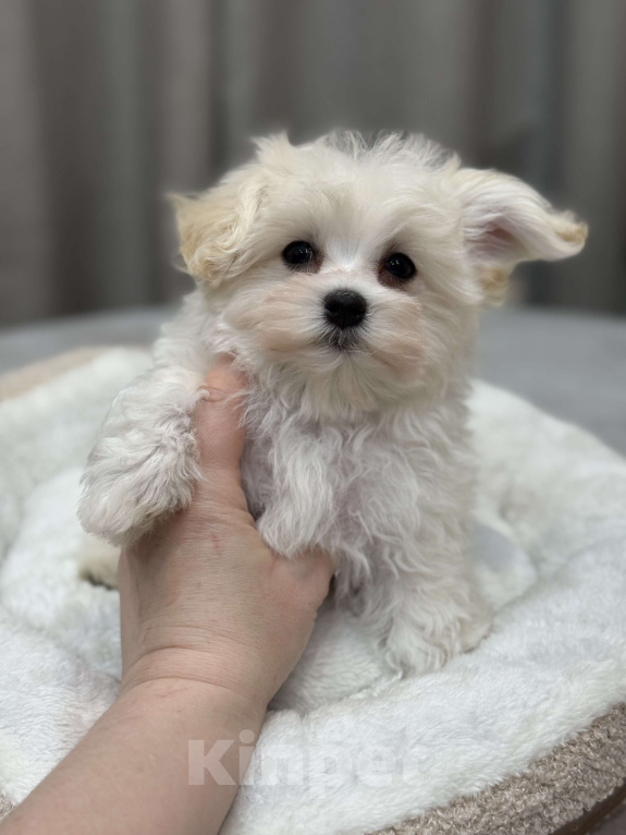 Собаки в Москве: Мальтипу, мальчик Мальчик, Бесплатно - фото 1