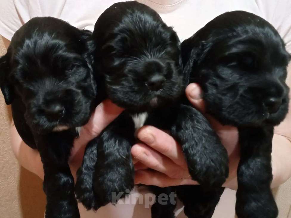 Собаки в Омске: Русский спаниэль Девочка, 8 000 руб. - фото 5